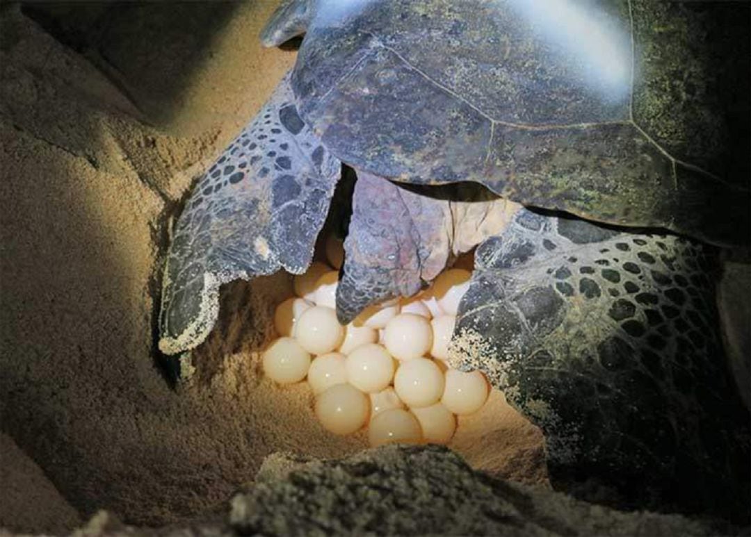 Imagen de archivo de una tortuga desovando en una playa de noche en el Caribe