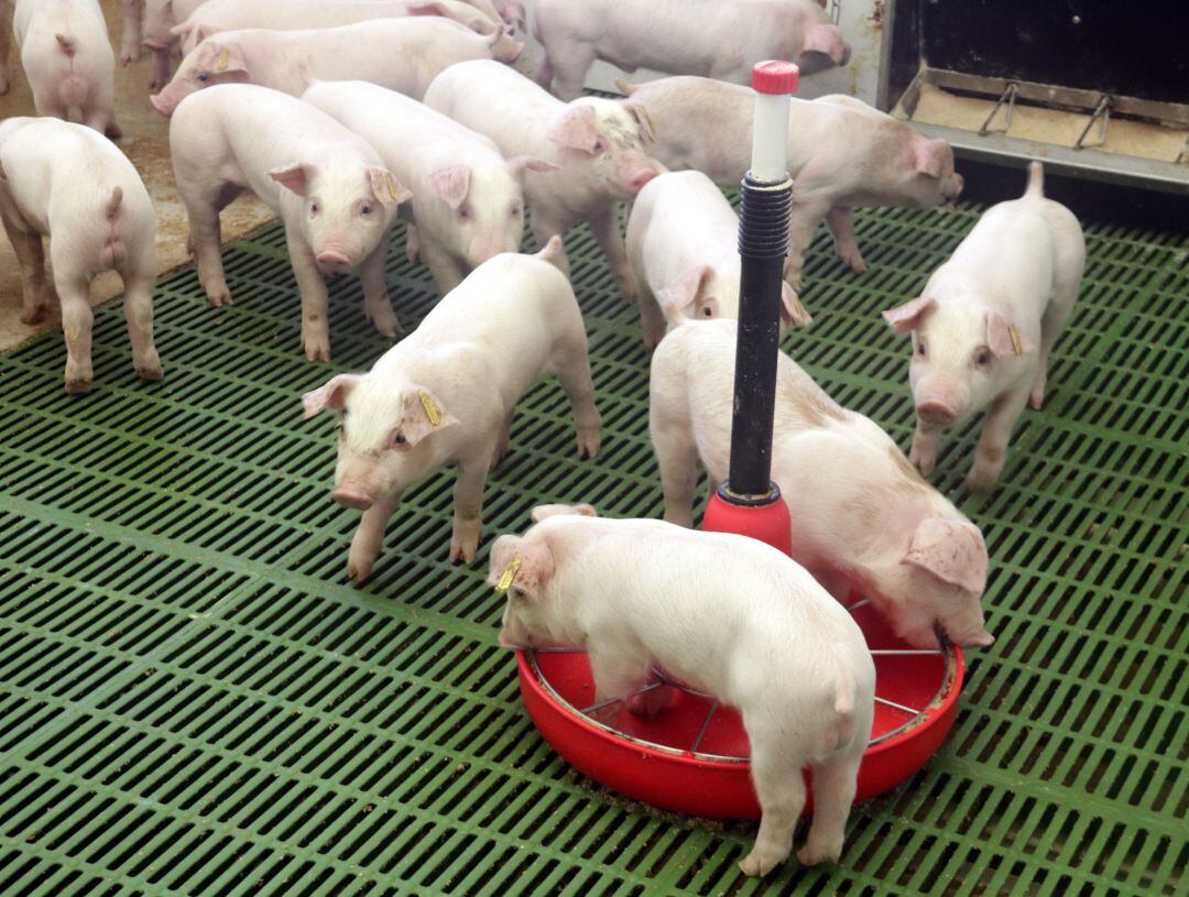 Imatge d'arxiu d'una granja de porcs