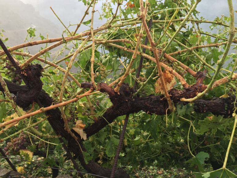 Viñedos dañados por el granizo en Doade, Sober