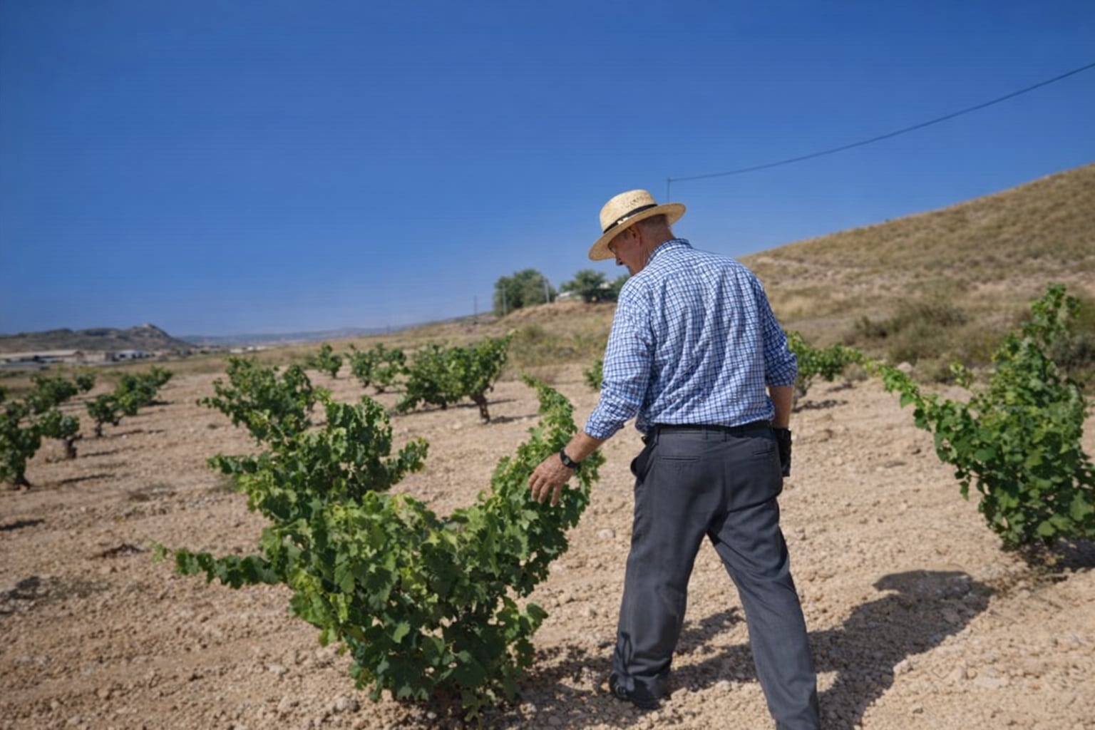 Agricultor en un viñedo
