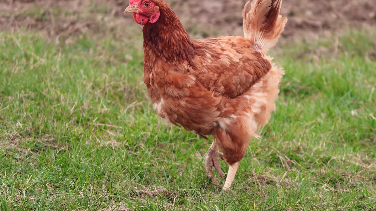 Teresa López gripe aviar