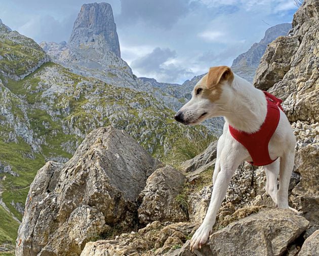 Pipper en el Naranjo de Bulnes.