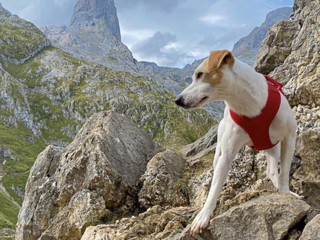 Pipper en el Naranjo de Bulnes.