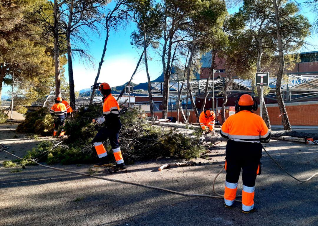 Labores de tala de árboles de una de las Brigadas de Avalem Experiència