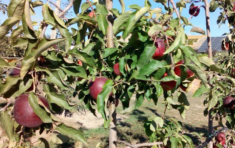 Pomes de l&#039;IRTA de Mas Badia.