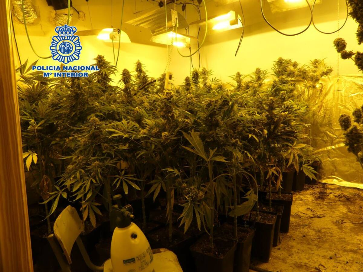 Desmantelado un invernadero de marihuana en la Estación Linares-Baeza