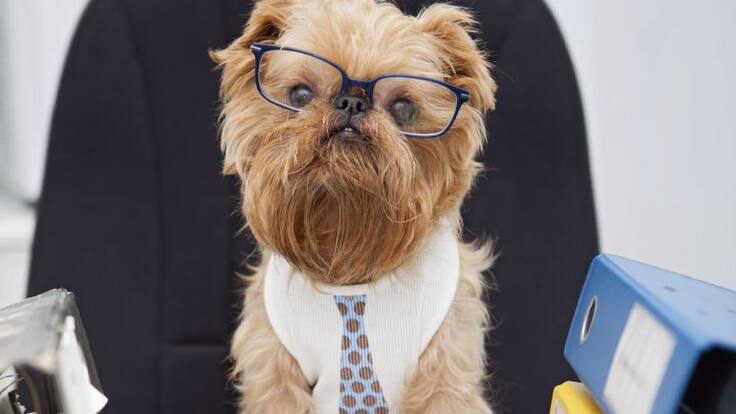 Con el perro en la oficina