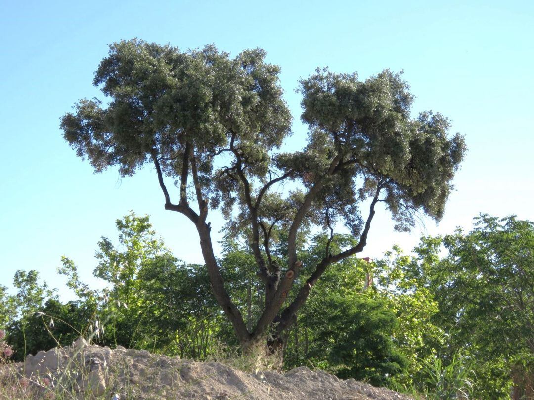 Los ecologistas defienden que este ejemplar, emplazado a escasos metros de la estación de Cercanías, es excepcional por sus más de cien años, &quot;su porte o la de tratarse del único de su especie que crece en el casco urbano”. 