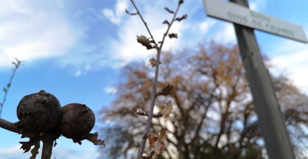 La expresión “tener agallas”, proviene de estas bolitas de defensa que producen los robles.