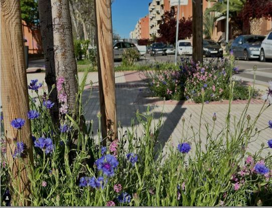 Alcorques vivos, con flores sembradas a los pies de los árboles