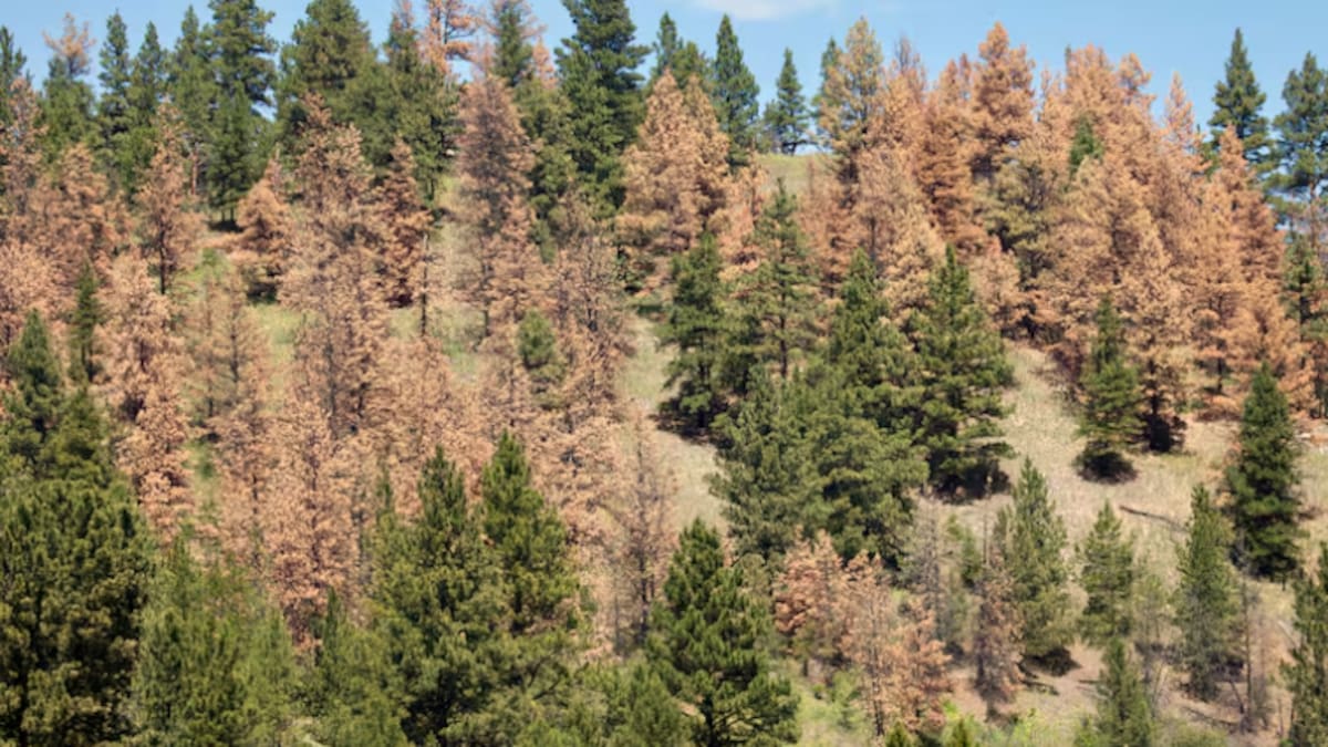 Entrevista Hora 14 domingo Mari Cruz Ferreira