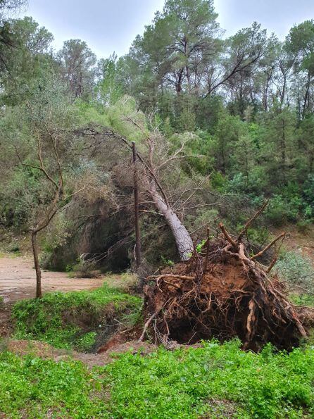 árbol caído en Benirrás