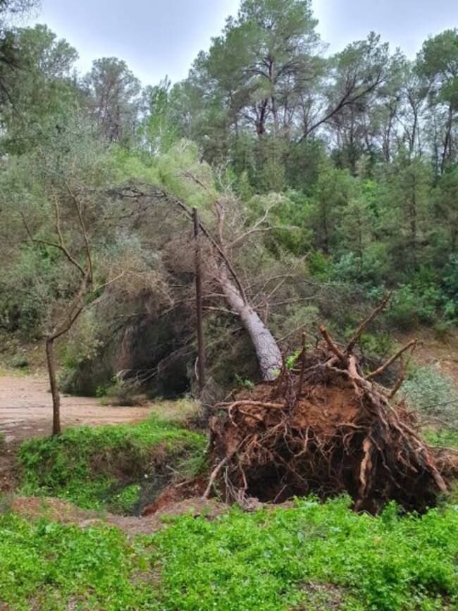 árbol caído en Benirrás