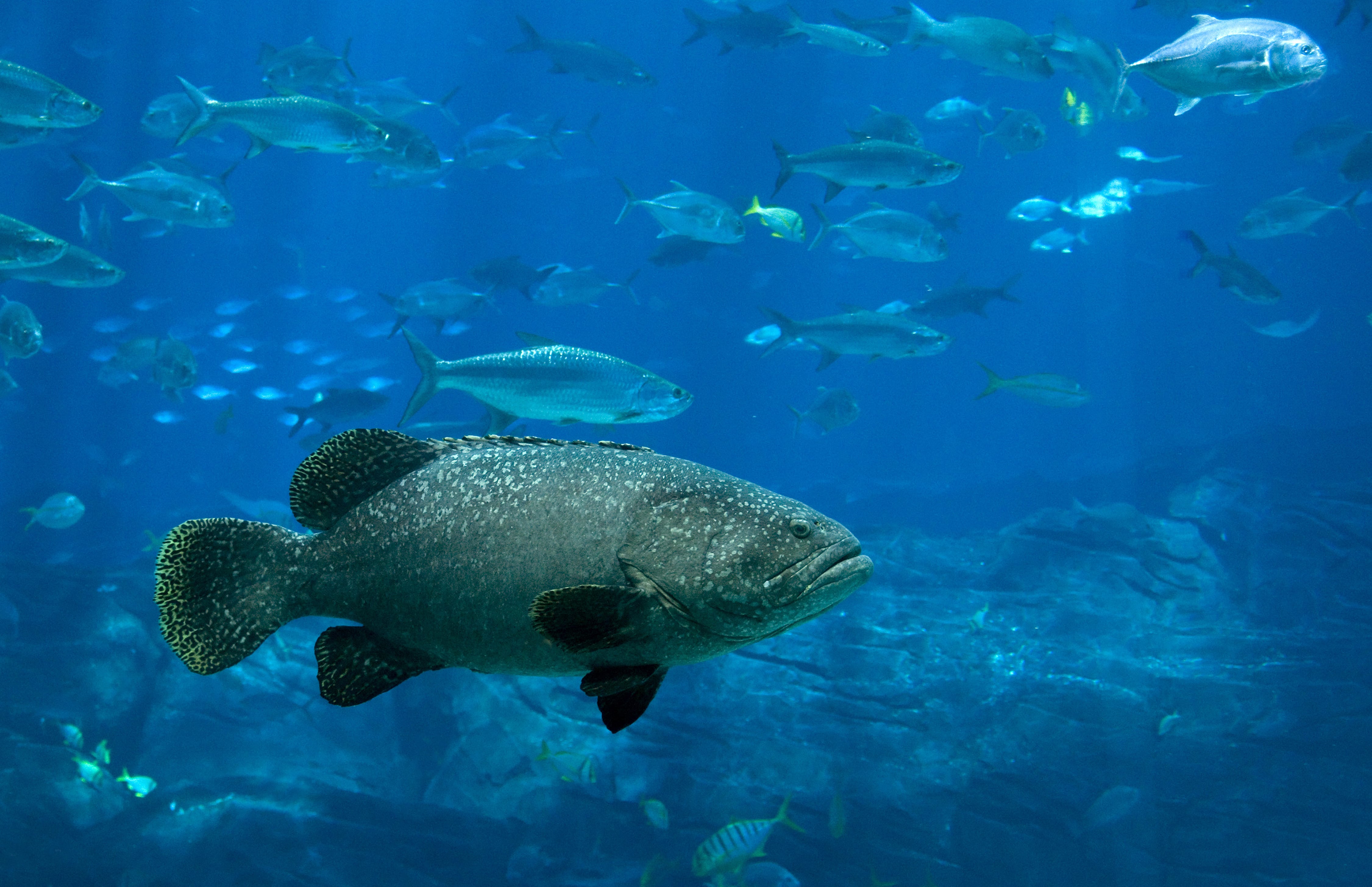 Agrupación de bacalaos (&#039;Gadus morhua&#039;).