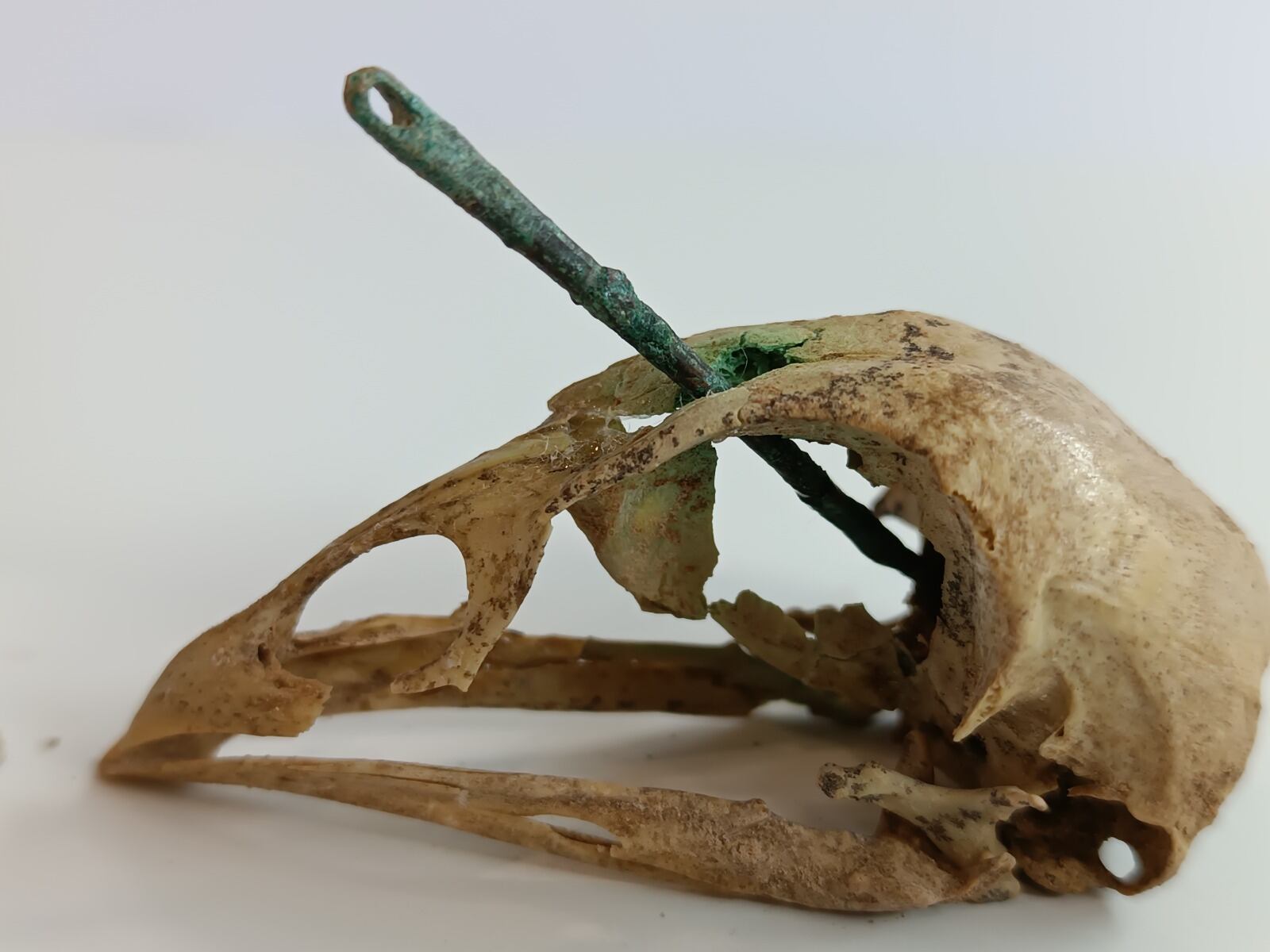 El descubrimiento ha sorprendido a los investigadores y arqueológos dada su peculiaridad