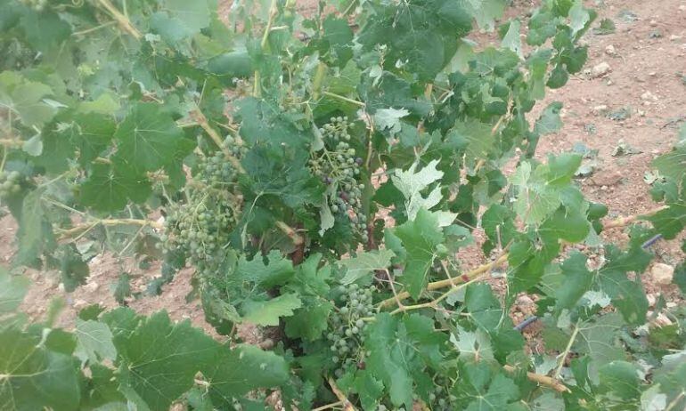 Zona afectada por las últimas granizadas en Utiel-Requena