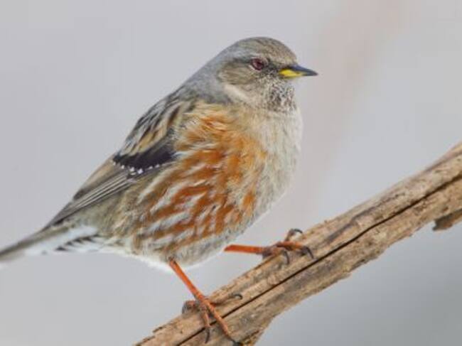 Imagen del Acetor Alpino