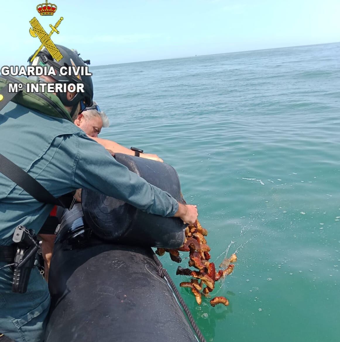 Los agentes devuelven los pepinos de mar a su hábitat natural