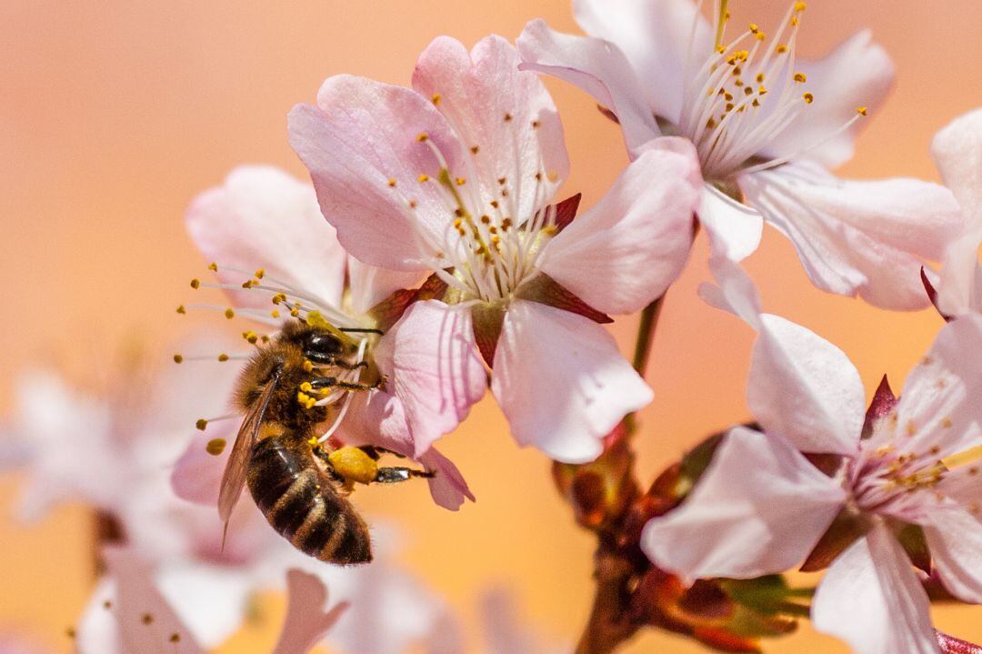 La abeja poliniza y fabrica miel