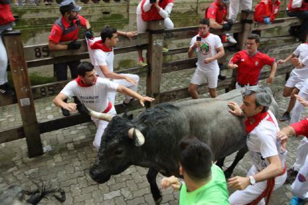 Un toro de José Escolar corre hacia la entrada del callejón mientras un corredor posa su mano en los lomos del animal.