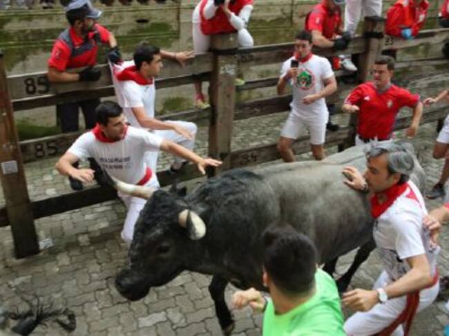 Un toro de José Escolar corre hacia la entrada del callejón mientras un corredor posa su mano en los lomos del animal.
