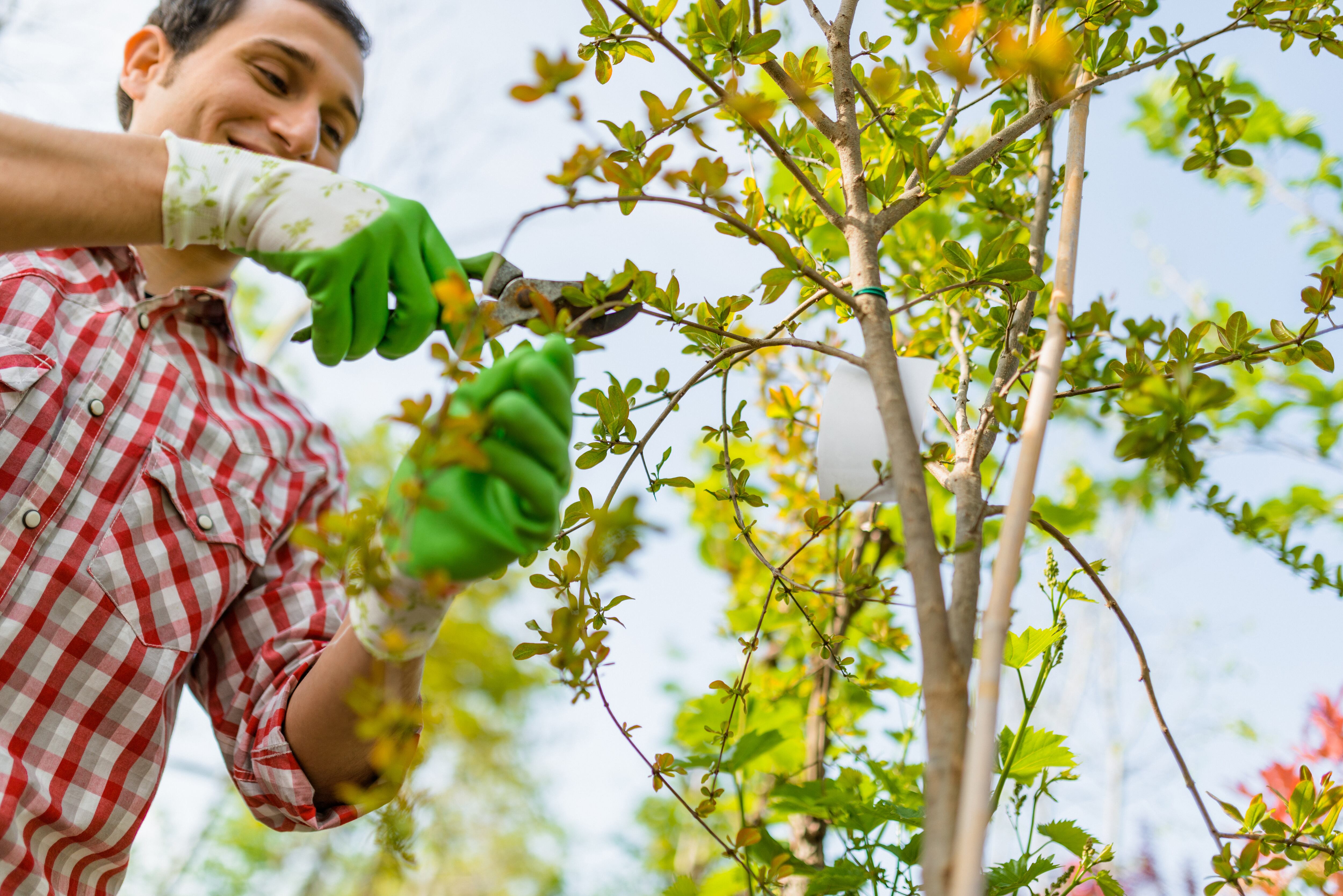 Hombre cuidando un árbol
