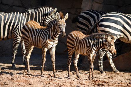 La cebra Milagritos (derecha) junto a su hermana Bani, en Bioparc