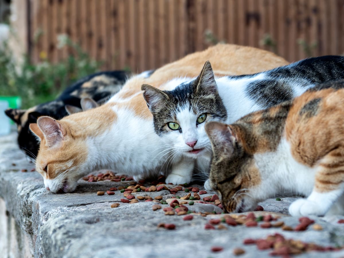 Así se controlan digitalmente las colonias felinas de Getafe