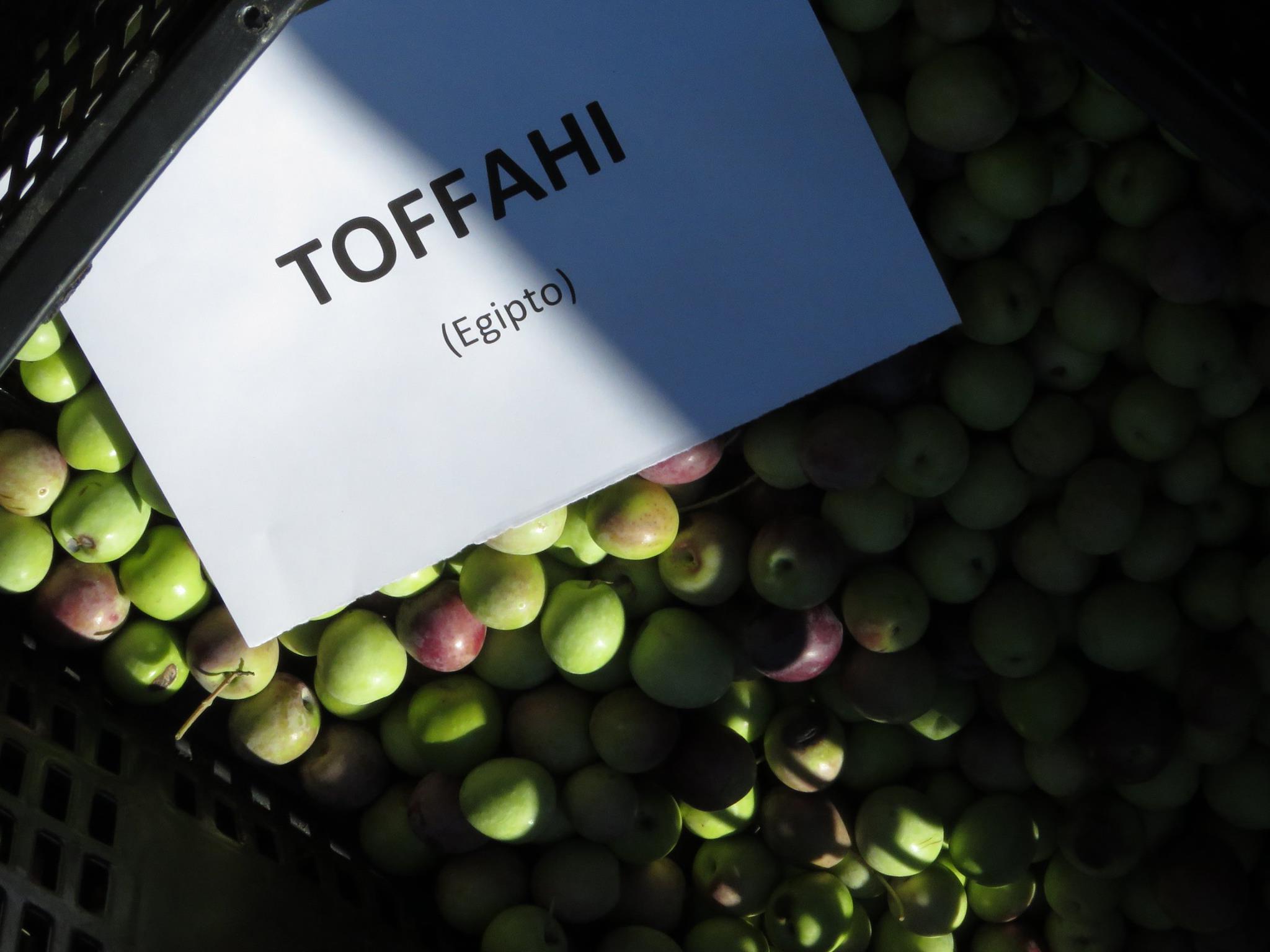 Toffahi, aceituna originaria de Egipto, una de las variedades de aceituna del Banco Mundial de Germoplasma del Olivo con sede en el IFAPA de la Alameda del Obispo en Córdoba