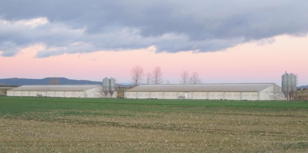 El Gobierno de Aragón urge una Conferencia Sectorial conjunta ante la Peste Porcina Africana. Foto: DGA