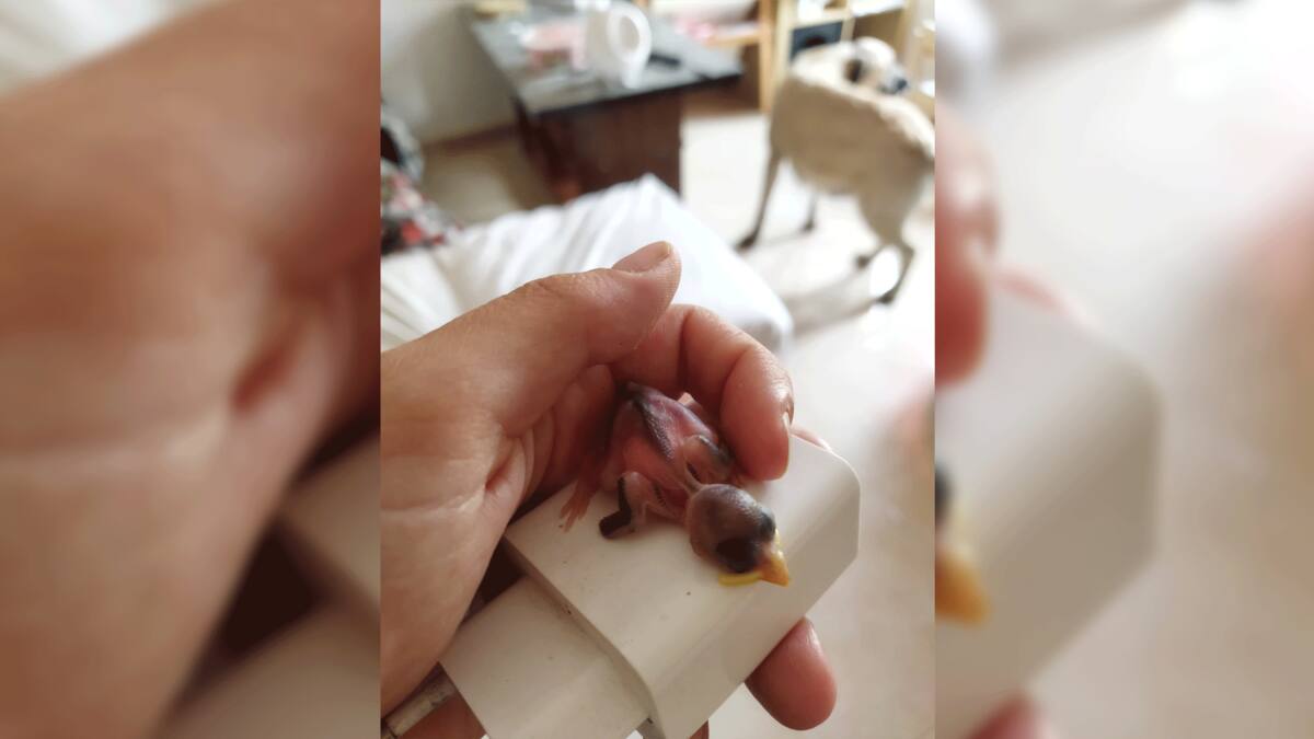 Helena Rambla explica cómo ayudar a los polluelos caídos de los nidos