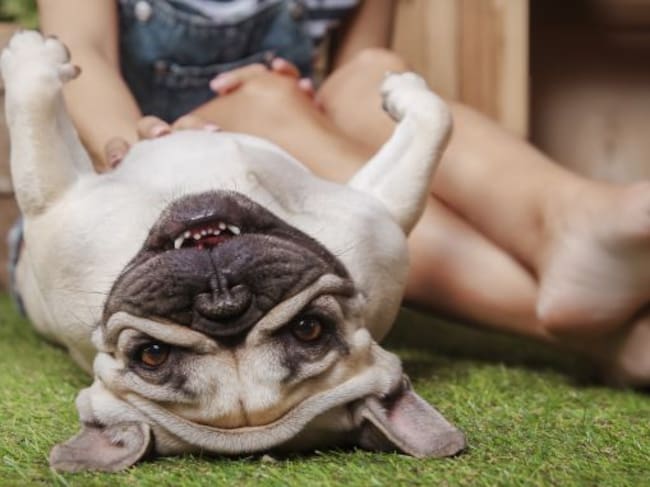 Los perros a través de sus gestos.