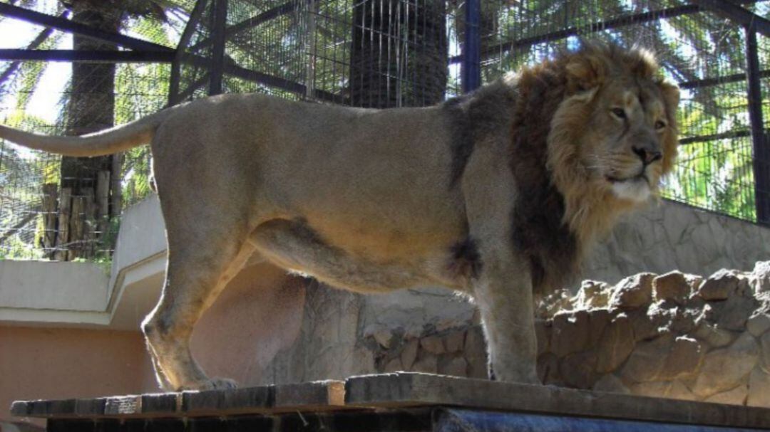 El pasado mes de agosto el zoo recibió a un león asiático