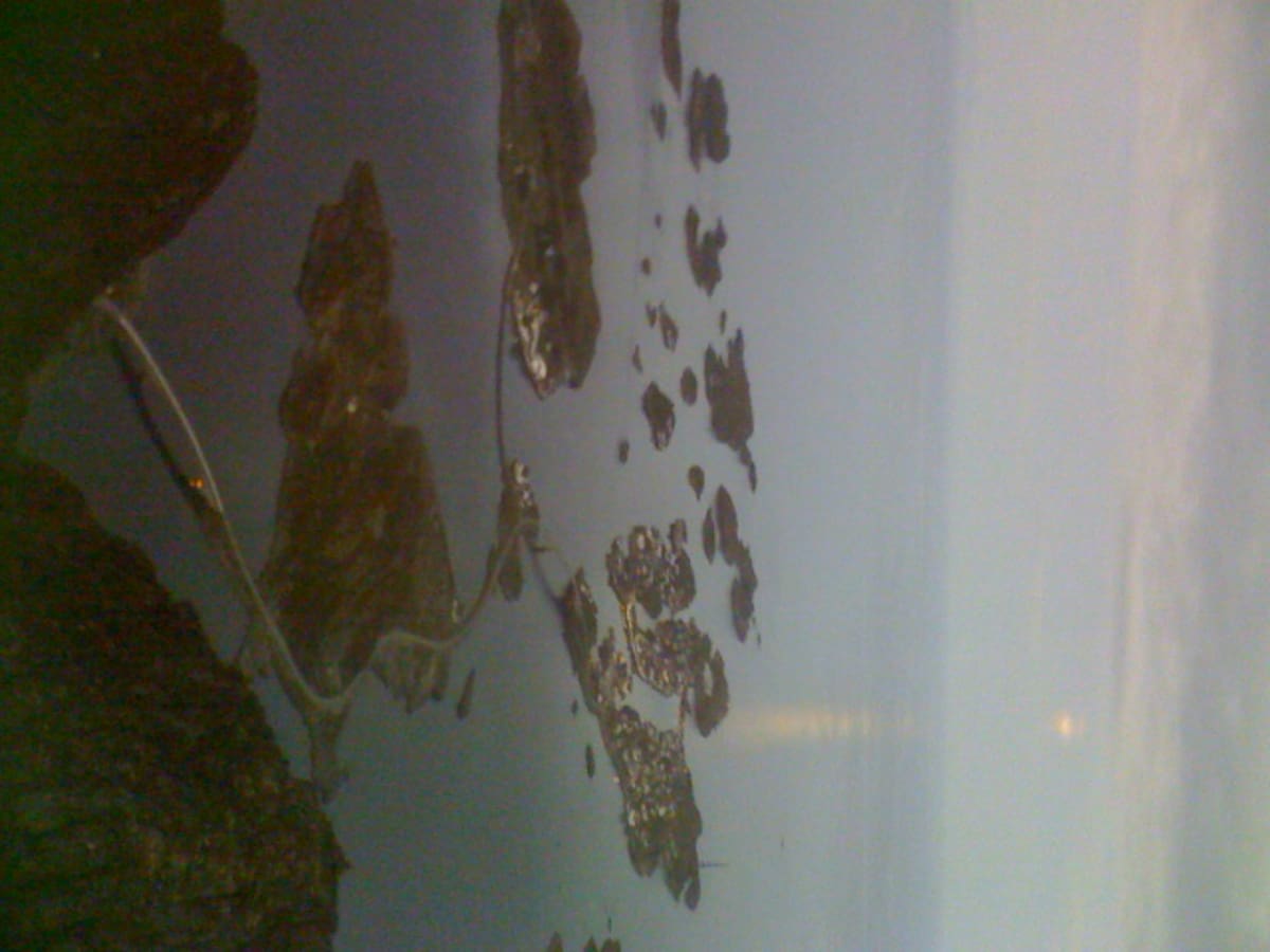 Lofoten no está conectado con el continente pero sus islas lo están entre sí por puentes y túneles