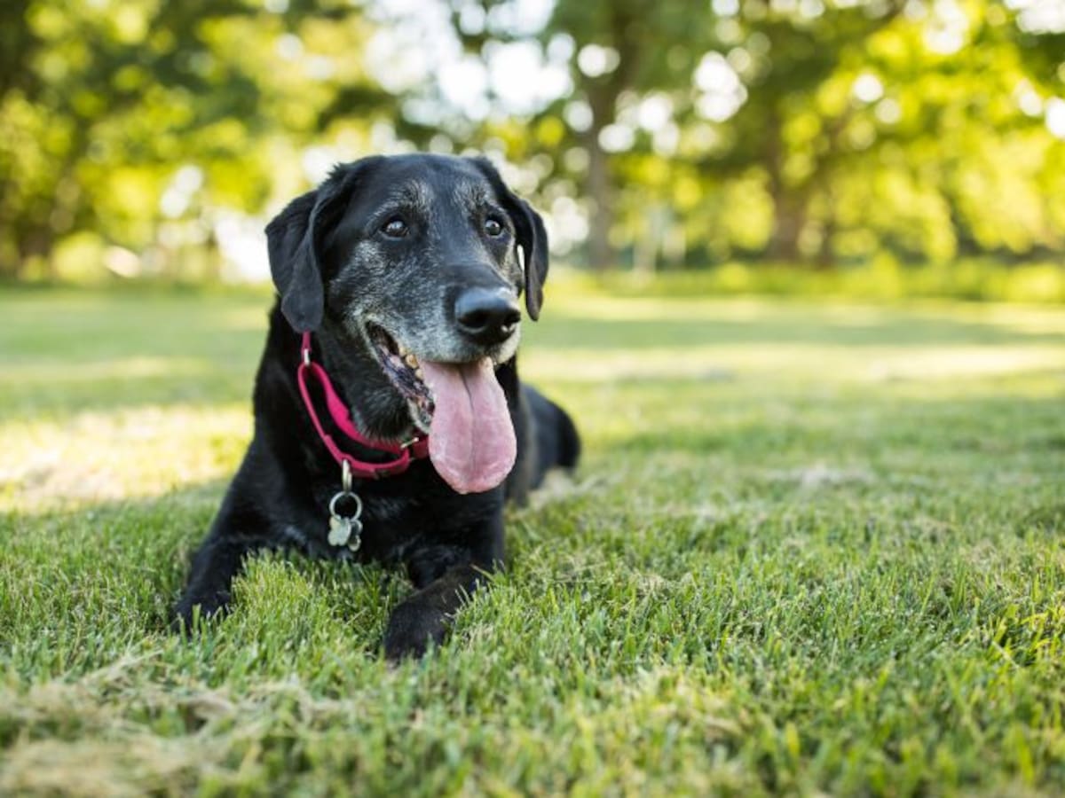 Málaga registra 620.000 animales de compañía