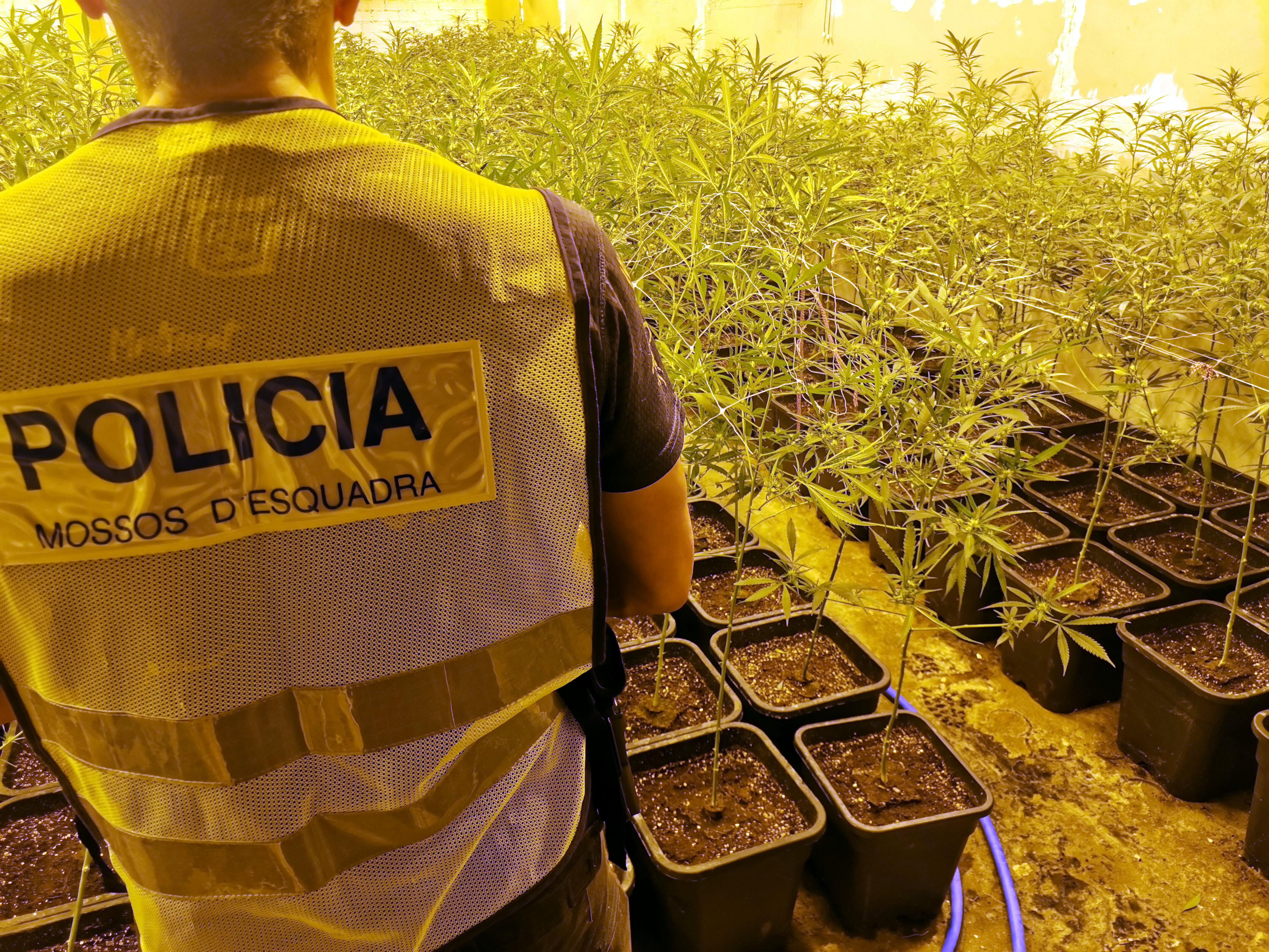 Imatge de la plantació