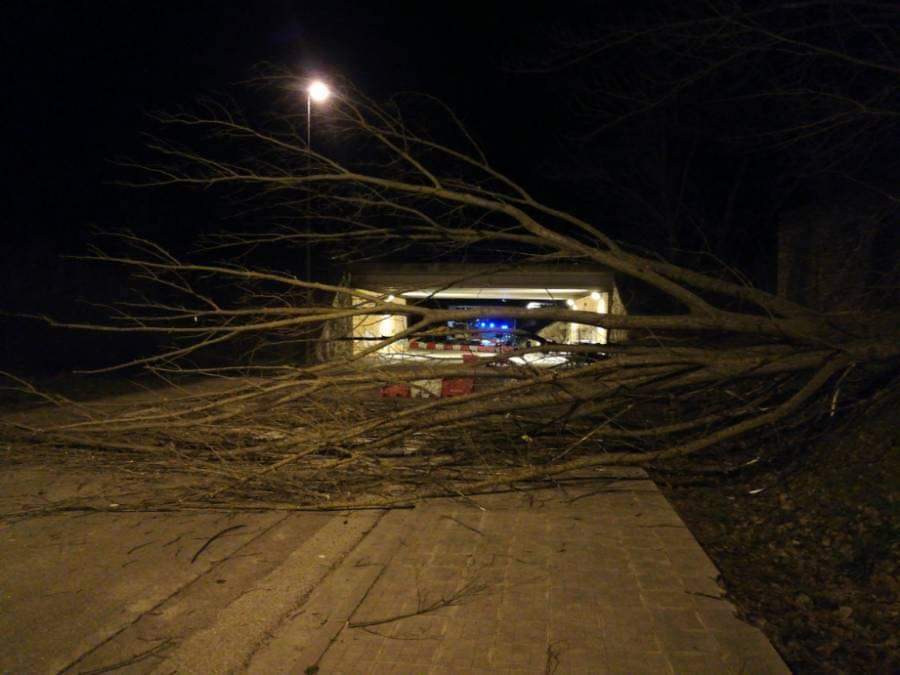 Árboles sobre la calzada