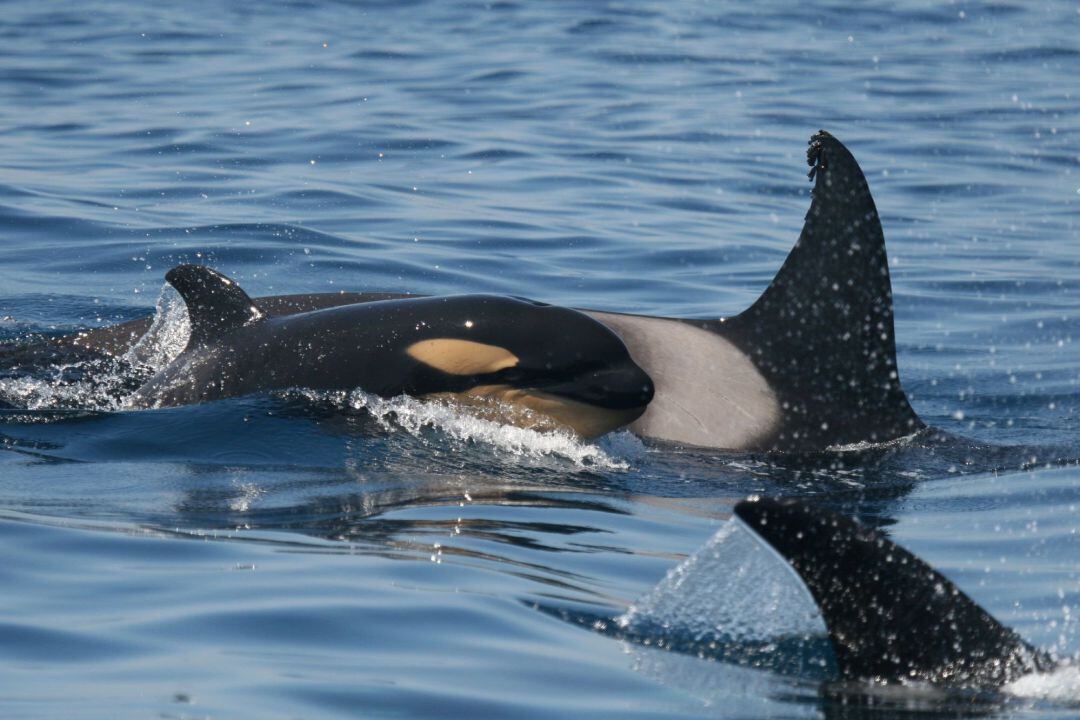 Orcas en tránsito por el Estrecho