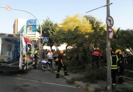 El árbol se trata de una casualina y la caída se debe a un deterioro interno
