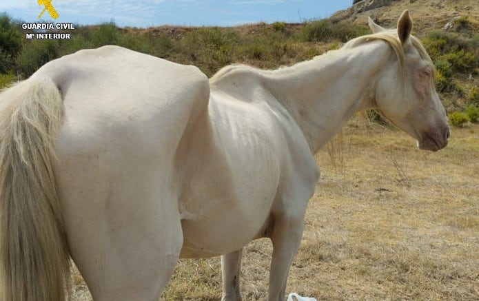 Un caballo desnutrido