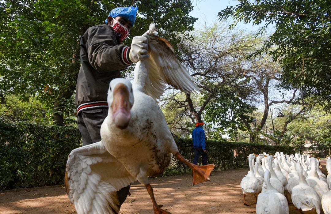 Los científicos chinos que identificaron la COVID-19 alertan sobre la gripe H5N8.