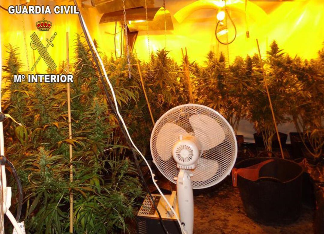 Plantas de marihuana localizadas en el interior de una casa