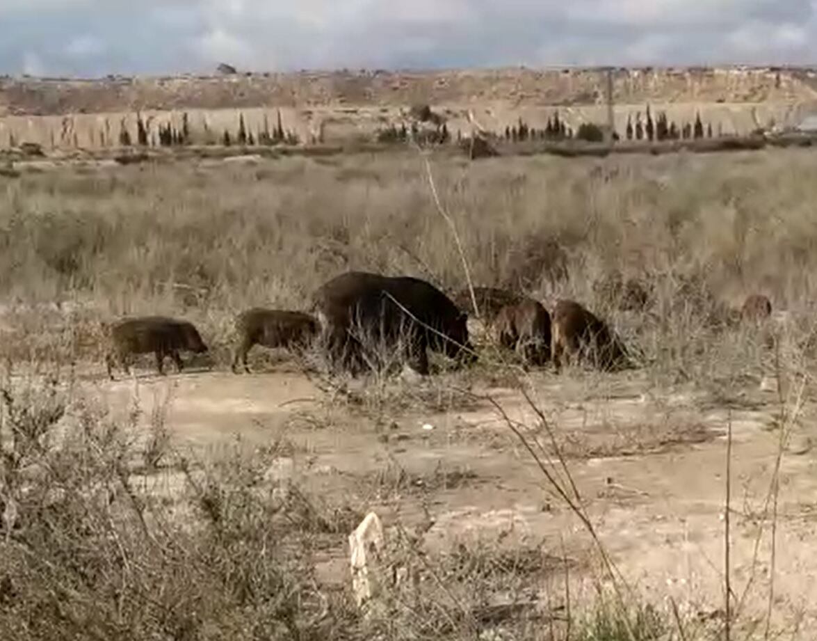Un informe recoge que la provincia de Huesca es donde más está creciendo las plagas de jabalíes