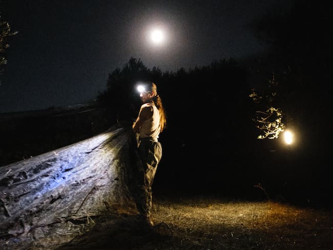 Labores de recolección de la aceituna en los olivos de Samuel Cerrudo.