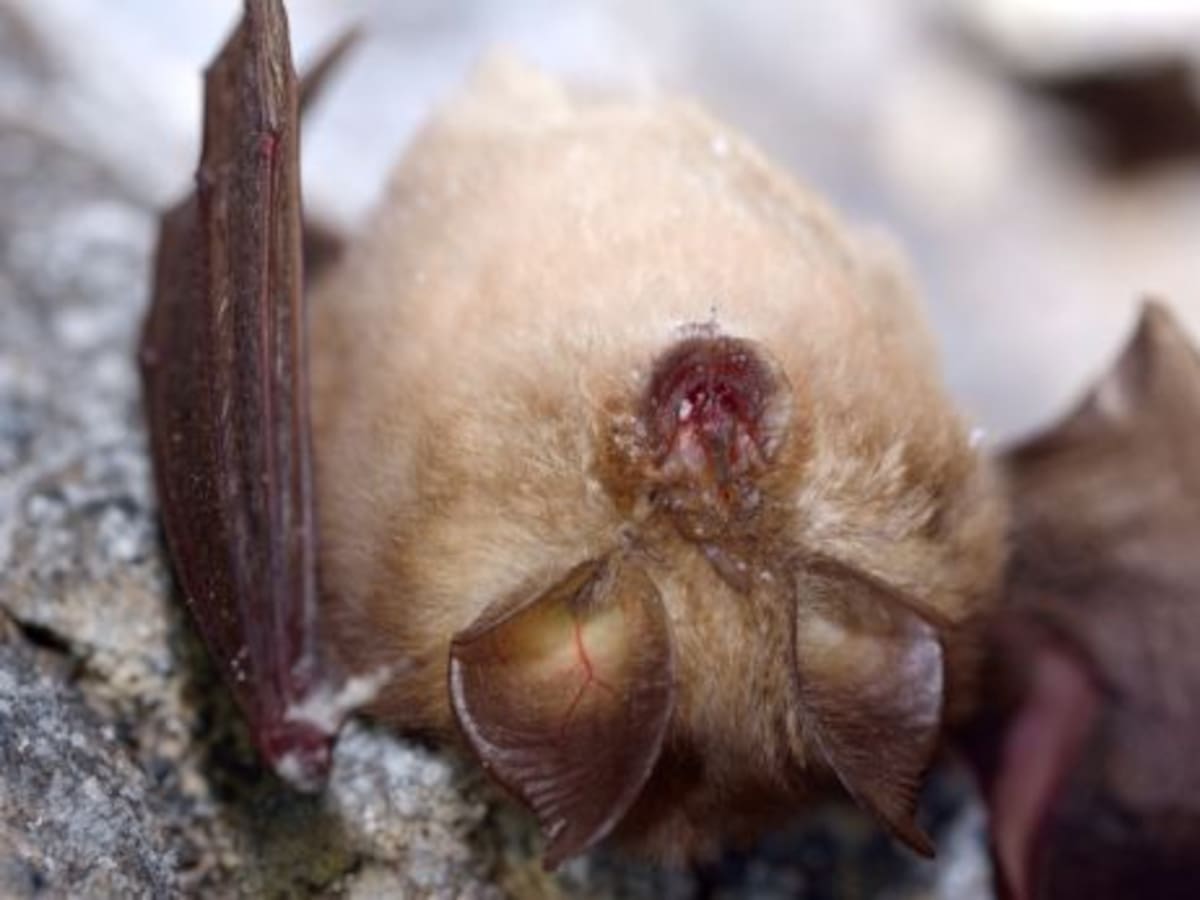 ¿Alguna vez has escuchado a un murciélago? (05/11/2024)
