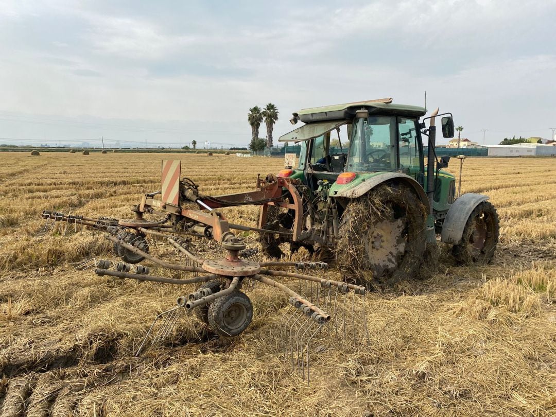 Maquinaria recogiendo la paja del arroz en los campos de La Albufera de València