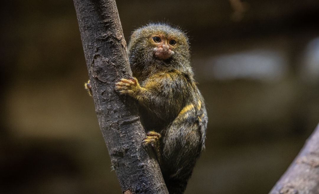 El mono de la especie &#039;tití pigmeo&#039;, el más pequeño del mundo.