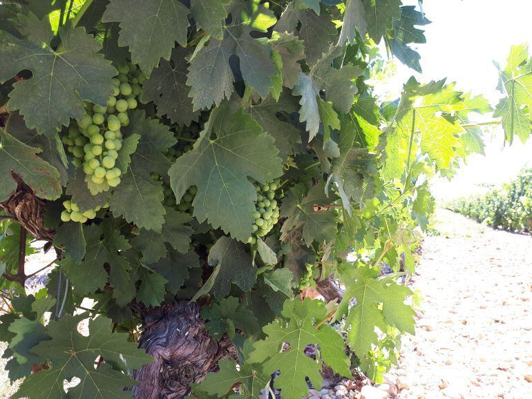 La viña en Ribera se encuentra en el estado fenológico de cierre de racimo, a la espera de que comience el envero