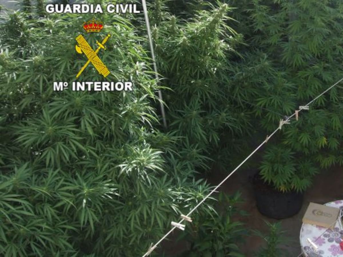Incautados 91 kilos de marihuana en Martos y Puente de Génave