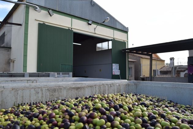 Las almazaras se preparan para semanas de mucha actividad